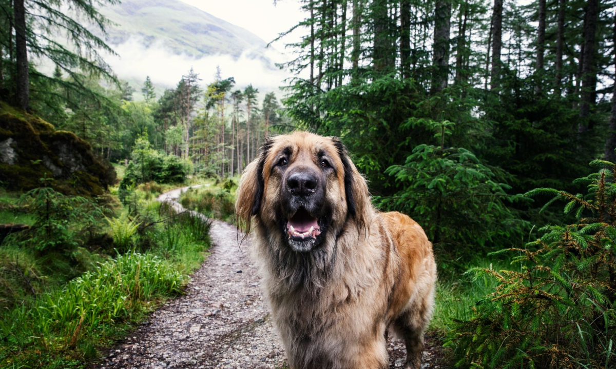 Tipps zum Wandern mit Hund Tipps zum Wandern mit Hund