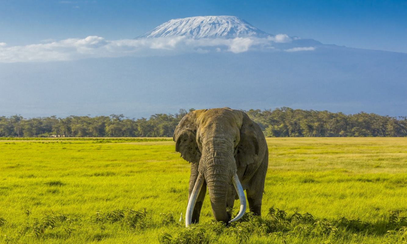 Kilimanjaro Kilimanjaro