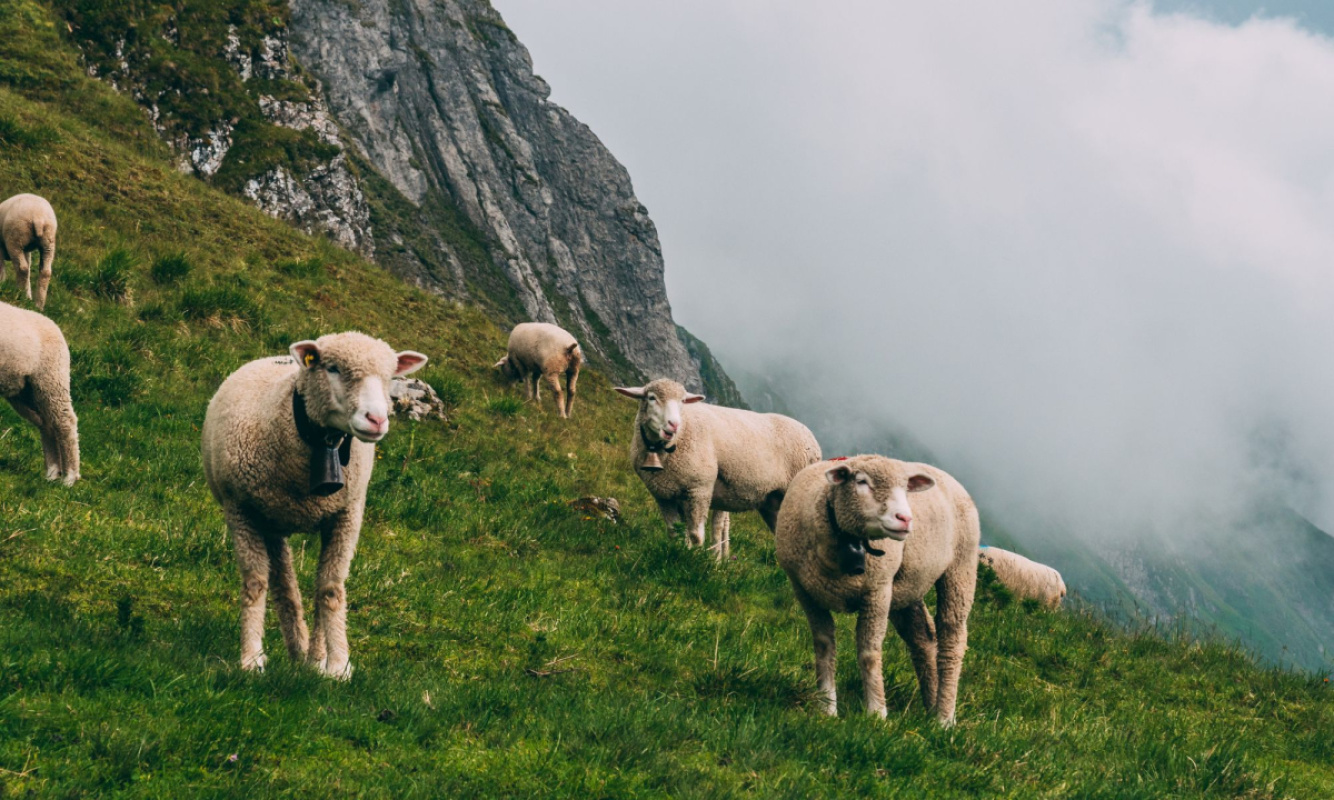 Merinowolle Wandern