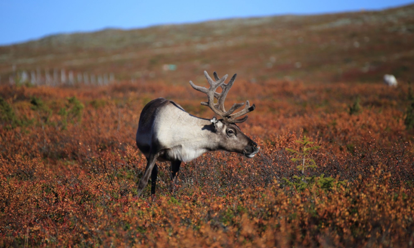 Weitwandern Finnland