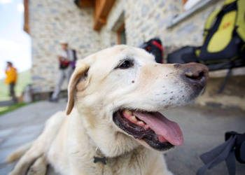 Wandern mit Hund Wandern mit Hund