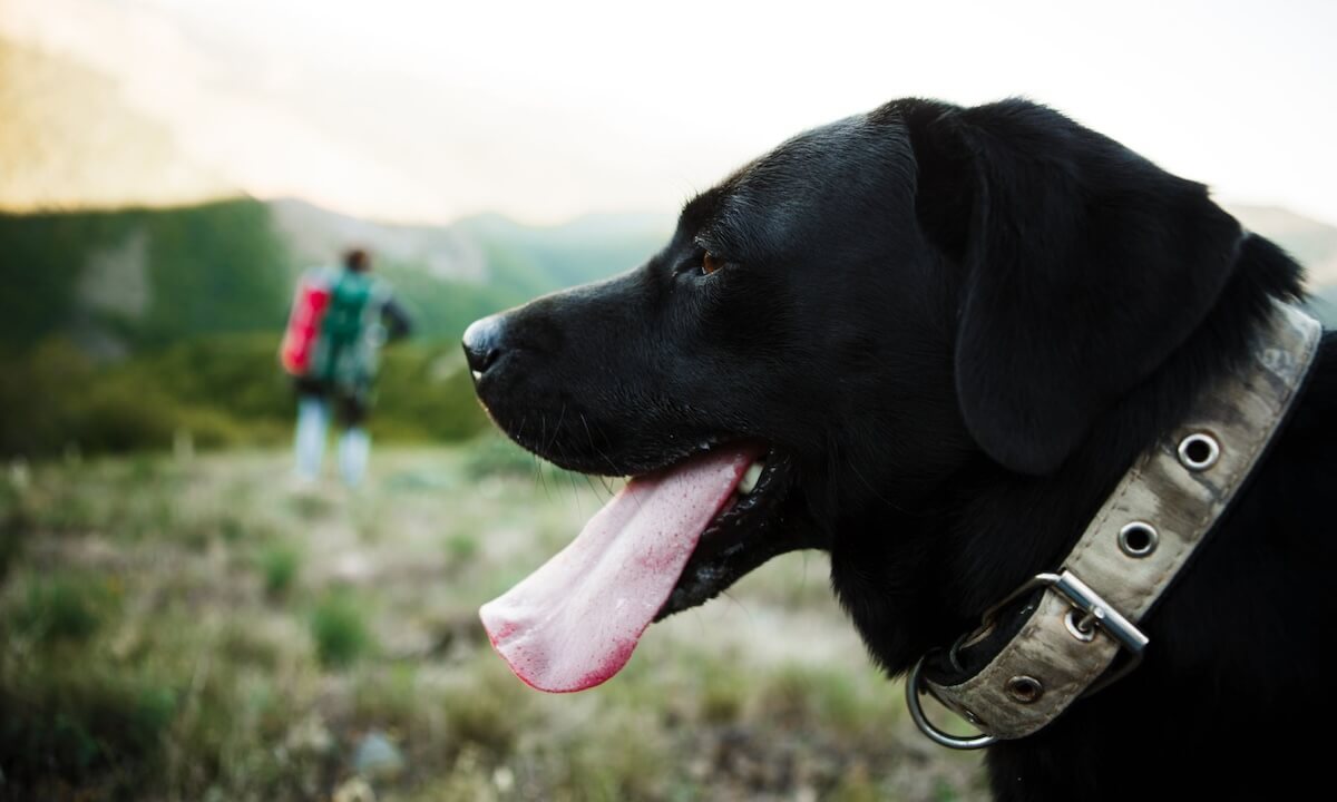 Wandern mit Hund im Allgäu Wandern mit Hund im Allgäu