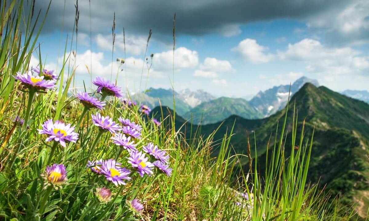 Wandern mit Hund im Allgäu Wandern mit Hund im Allgäu