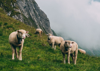 Die Vorteile von Merinowolle beim Wandern