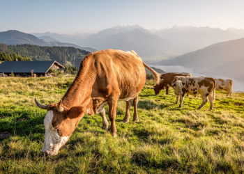 Hüttenjobs 2026: Aktuelle Stellenausschreibungen Hüttenjobs 2026: Aktuelle Stellenausschreibungen