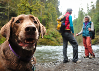 Die besten Tipps für das Wandern mit Hund Die besten Tipps für das Wandern mit Hund