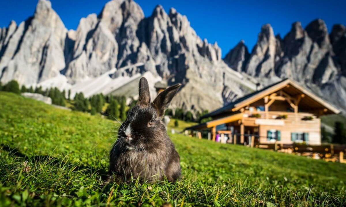 Die Gschnagenhardt Alm im Villnöß Die Gschnagenhardt Alm im Villnöß